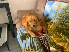 GOLDEN RETRIEVER PUPPIES - Photo 3