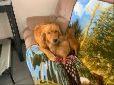 GOLDEN RETRIEVER PUPPIES - Photo 4
