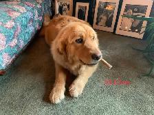GOLDEN RETRIEVER PUPPIES - Photo 5
