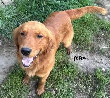 GOLDEN RETRIEVER PUPPIES - Photo 6
