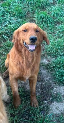 GOLDEN RETRIEVER PUPPIES - Photo 7