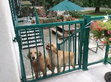 GOLDEN RETRIEVER PUPPIES - Photo 8
