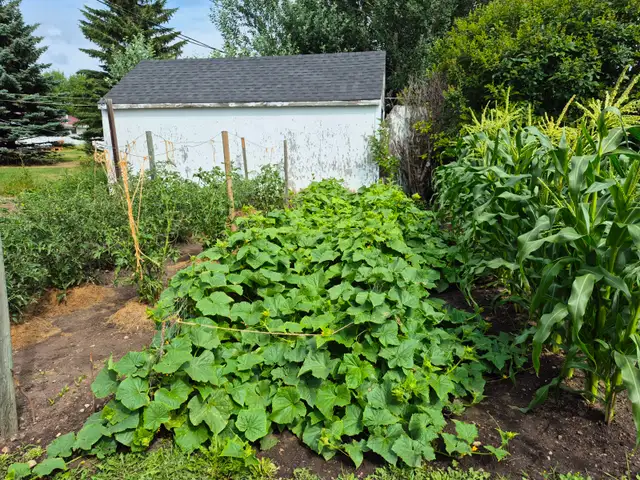 Pickling cucumbers for sale
