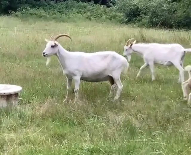 Older Saanen Doe and Young Buck