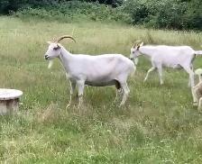 Older Saanen Doe and Young Buck