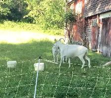 Older Saanen Doe and Young Buck - Photo 2
