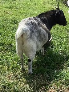 Boer Alpine Goat - Easy Milker