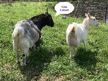 Boer Alpine Goat - Easy Milker - Photo 2