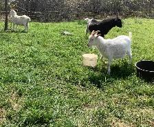 Boer Alpine Goat - Easy Milker - Photo 3
