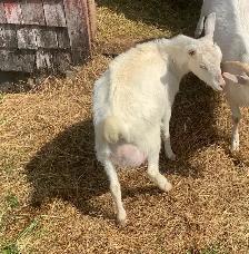 Saanen Nigerian Dwarf Milking Doe and Daughter - Photo 2