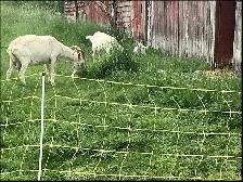 Saanen Nigerian Dwarf Milking Doe and Daughter - Photo 3