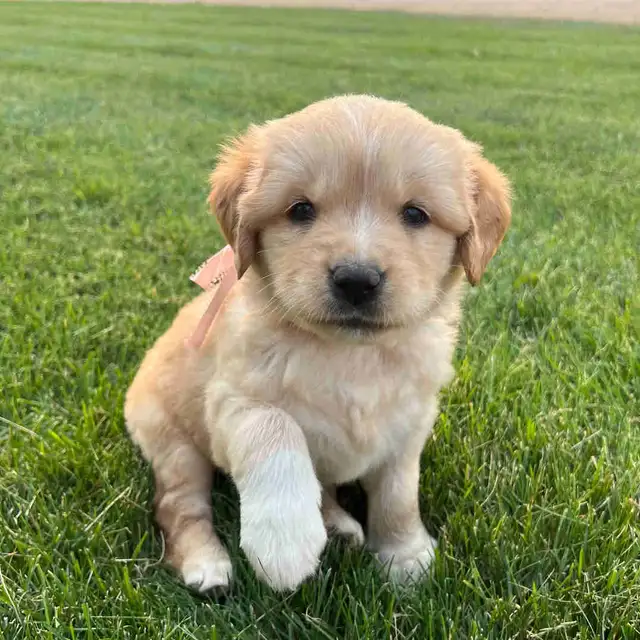 Golden retriever cross puppies