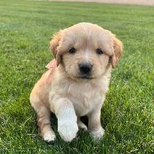 Golden retriever cross puppies