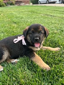 Golden retriever cross puppies - Photo 2