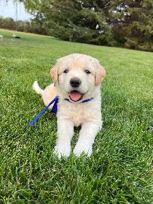 Golden retriever cross puppies - Photo 3
