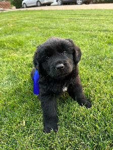 Golden retriever cross puppies - Photo 4