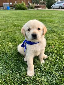 Golden retriever cross puppies - Photo 5