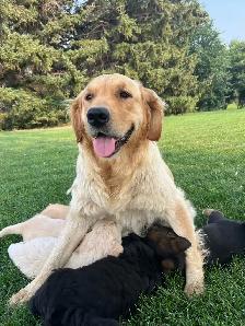 Golden retriever cross puppies - Photo 6
