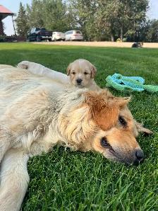 Golden retriever cross puppies - Photo 7