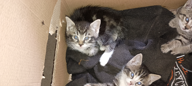 Free Kittens  for any loving home