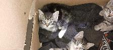 Free Kittens  for any loving home
