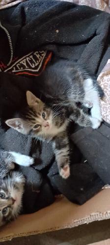 Free Kittens  for any loving home - Photo 2