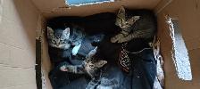 Free Kittens  for any loving home - Photo 3