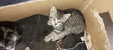 Free Kittens  for any loving home - Photo 4