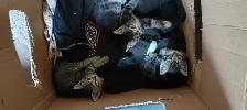 Free Kittens  for any loving home - Photo 5