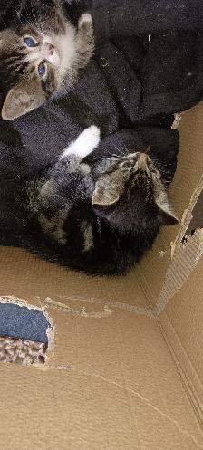 Free Kittens  for any loving home - Photo 6