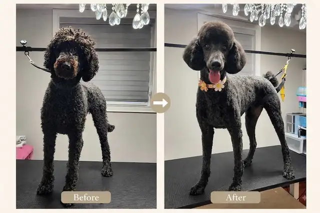 1:1 Private Dog Grooming in Bayview Village, Northyork