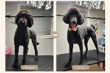 1:1 Private Dog Grooming in Bayview Village, Northyork