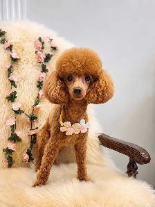 1:1 Private Dog Grooming in Bayview Village, Northyork - Photo 2