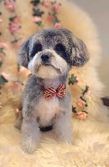 1:1 Private Dog Grooming in Bayview Village, Northyork - Photo 3