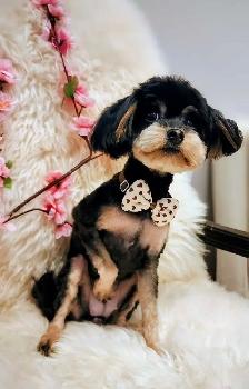 1:1 Private Dog Grooming in Bayview Village, Northyork - Photo 4