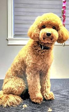 1:1 Private Dog Grooming in Bayview Village, Northyork - Photo 5