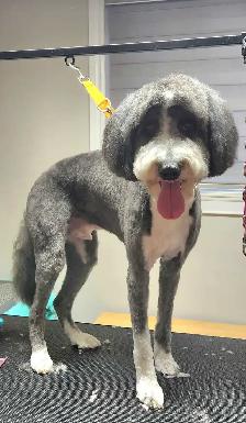 1:1 Private Dog Grooming in Bayview Village, Northyork - Photo 6