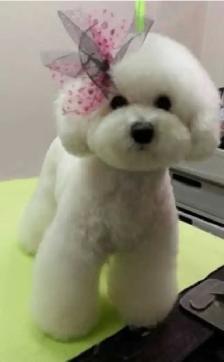 1:1 Private Dog Grooming in Bayview Village, Northyork - Photo 7
