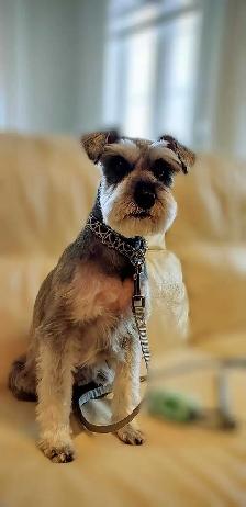 1:1 Private Dog Grooming in Bayview Village, Northyork - Photo 9