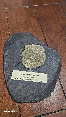 Pyrite Soleil (incrusté sur sa matrice de schiste d'origine)