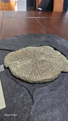 Pyrite Soleil (incrusté sur sa matrice de schiste d'origine) - Photo 2