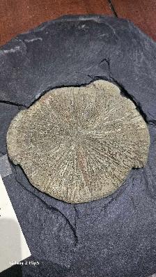 Pyrite Soleil (incrusté sur sa matrice de schiste d'origine) - Photo 3