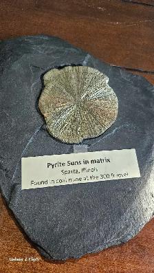 Pyrite Soleil (incrusté sur sa matrice de schiste d'origine) - Photo 4