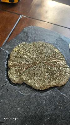Pyrite Soleil (incrusté sur sa matrice de schiste d'origine) - Photo 6