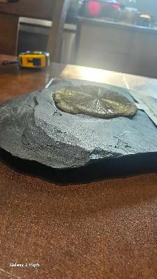 Pyrite Soleil (incrusté sur sa matrice de schiste d'origine) - Photo 7
