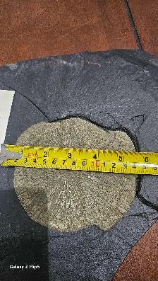 Pyrite Soleil (incrusté sur sa matrice de schiste d'origine) - Photo 9