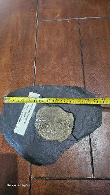 Pyrite Soleil (incrusté sur sa matrice de schiste d'origine) - Photo 10