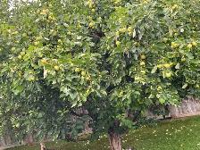 Free Green Apples