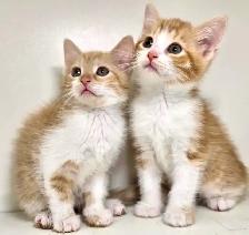 Female Tabby Kittens!