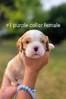Cavalier king Charles puppies